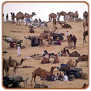 Camel Fair, Pushkar Travels