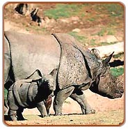 Rhino, kaziranga Tours & Travels