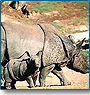 Short Wildlife Tour