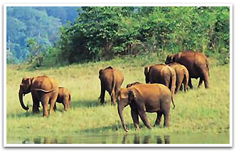Elephant, Periyar Travel Packages