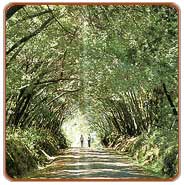 City View, Kodaikanal Travels & Tours