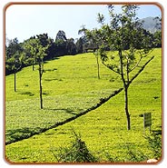 Tea Plantations, Munnar Travels