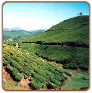 Tea Plantations, Munnar Travel Packages
