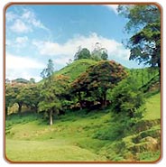 View, Munnar Tours