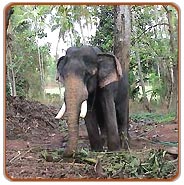 Thekkady Wildlife Tourism