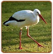 Bharatpur Bird, Bharatpur Vacations