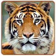 Kanha Tiger, Kanha Jungle Safari