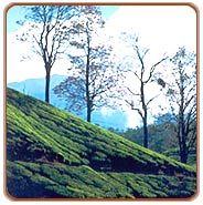Tea Gardens, Munnar Vacations