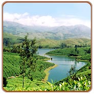 View, Munnar Tours