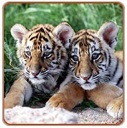 Ranthambore Wildlife Tourism