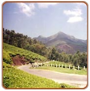 Munnar Holiday Vacations