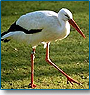 Wildlife of India with Goa