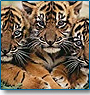 Taj Mahal India Jungle Safari Tour