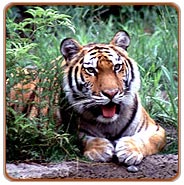 Tiger, Kanha Tours