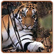 Tiger Safari, Ranthambhore Travel Packages