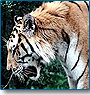 Taj Mahal & Tiger Tours 