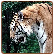 Tiger, Ranthambore Tours
