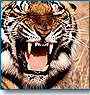 Extensive Tiger Tour of North India 