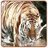 Tiger, Bandhavgarh Vacations