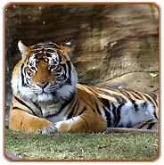 Tiger, Bandgavgarh Travels & Tours