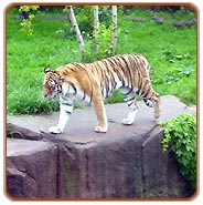 Bandhavgarh Tiger Safari Tour