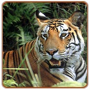 Tiger, Bandhavgarh Jungle Safari