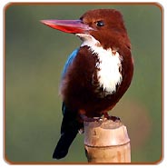 Bharatpur Bird Watching