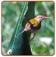 Bharatpur Birding Tour
