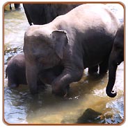 Elephant, Chennai Wildlife Safari