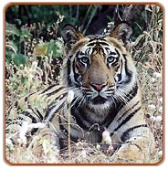 Tiger, Corbett National Park Tour