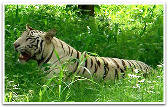 Tiger, Delhi Tourism
