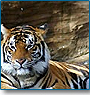 Tiger Safari India