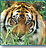 Tiger & North India Tour