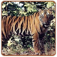 Tiger, Kanha Jungle Safari