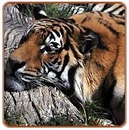 Kanha Tiger, Kanha Wildlife Safari