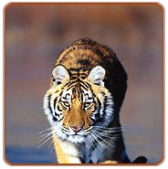 Tiger, Kanha Travel Vacations