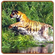 Tiger, Kanha Travel Vacations