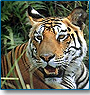 Magnificent India & Tiger