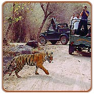 Jeep Safari, Bandhavgarh Travels & Tours