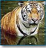Tiger & Golden Triangle Tour 