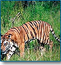 Tiger & Rajasthan