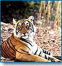 Kiplings Playground Tiger 