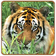 Ranthambore Tiger Safari