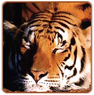 Tiger, Ranthambhore Holiday Vacations