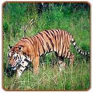 Tiger, Ranthambhore