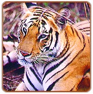 Ranthambore Tiger Safari