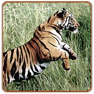 Ranthambore Jungle Safari