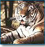 Tiger Special Tour 