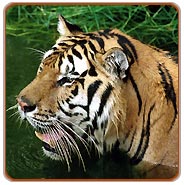 Bandavgarh Tiger Tour