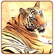 Bandhavgarh Jungle Safari
